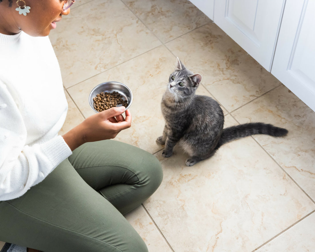 How to feed your new kitten