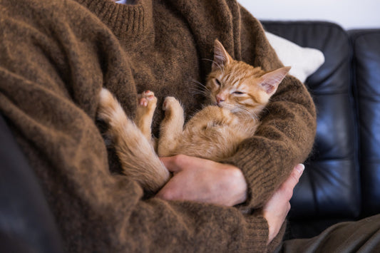Why you should adopt a rescue cat