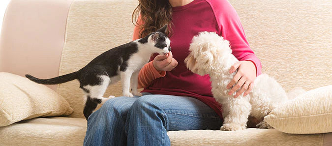 My cat is afraid of my new dog - What Do I Do?