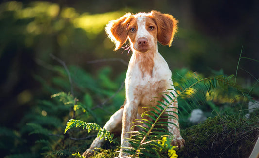 When to switch from puppy food to adult dog food