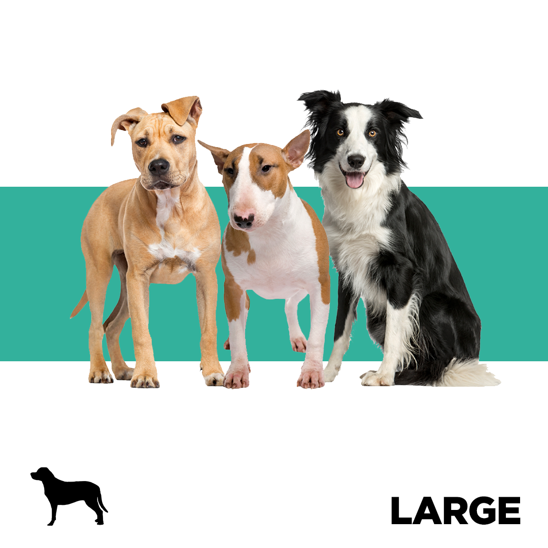 Large Dog Breeds From Pets South Africa’s No.1 ePet Store for