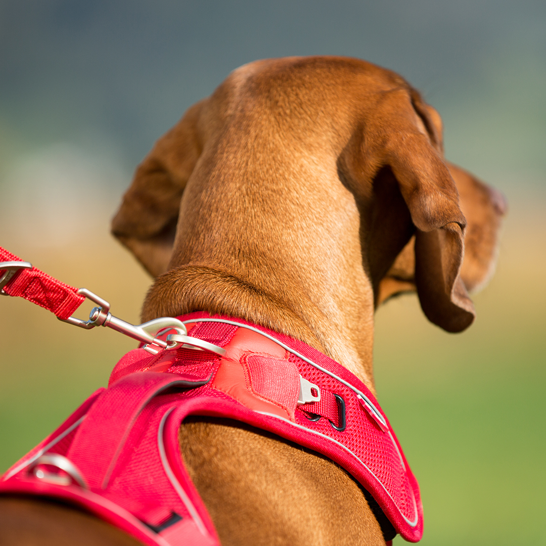comfortable yet functional curli dog harness from Pets Planet - South Africa’s No.1 ePet Store for premium pet products, online pet shopping, best pet store near me, for dog leashes, dog collars, dog leash, dog collar, dog harness, dog harnesses, slow feeders, pet slow feeders, dog slow feeders, slow feeder bowl, dog bowl, dog bed, dog beds, dog beds on sale, washable dog bed, takealot dog bed, plush dog bed, pet bed, iremia dog bed