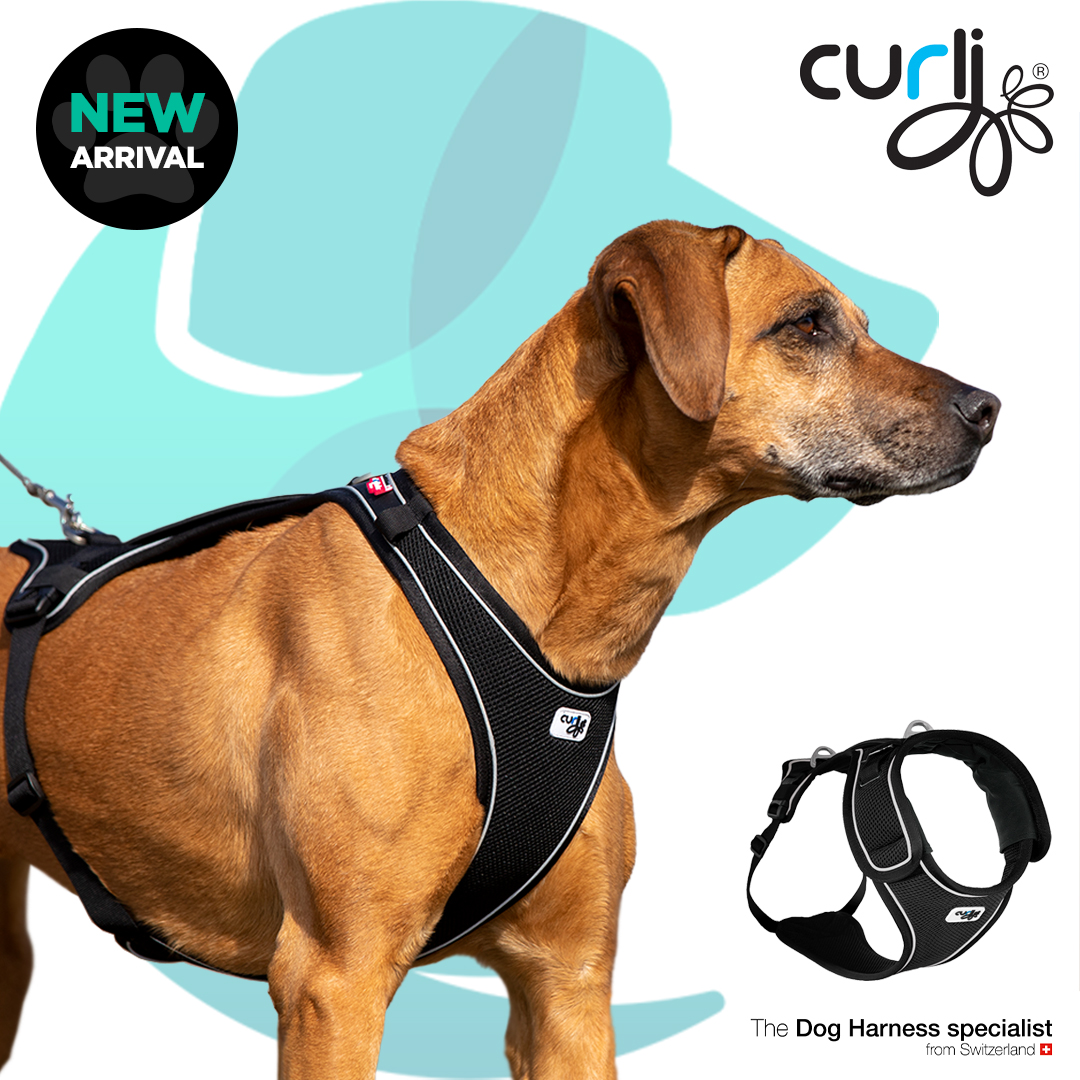 harnesses, collars & leashes - South Africa’s No.1 ePet Store for premium pet products, online pet shopping, best pet store near me, dog beds, dog bed, plush dog bed, washable dog bed, fluffy dog bed, calming dog bed, takealot dog bed, iremia dog, dog food, pet food, cat food, dog collar, dog leash, dog harness, dog harnesses, dog collars, dog leashes, dog bowls, pet bowls, slow feeders, slow feeding dog bowls, slow feeder dog bowls, Complete Pet Nutrition