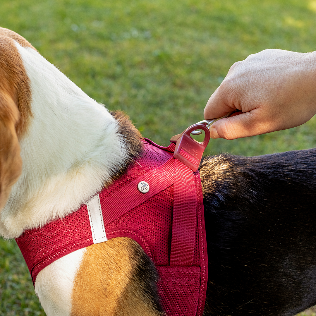 curli easy to use dog harness from Pets Planet - South Africa’s No.1 ePet Store for premium pet products, online pet shopping, best pet store near me, for dog leashes, dog collars, dog leash, dog collar, dog harness, dog harnesses, slow feeders, pet slow feeders, dog slow feeders, slow feeder bowl, dog bowl, dog bed, dog beds, dog beds on sale, washable dog bed, takealot dog bed, plush dog bed, pet bed, iremia dog bed