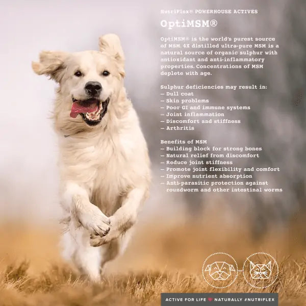 NutriFlex Maintenance Collagen For Dogs & Cats