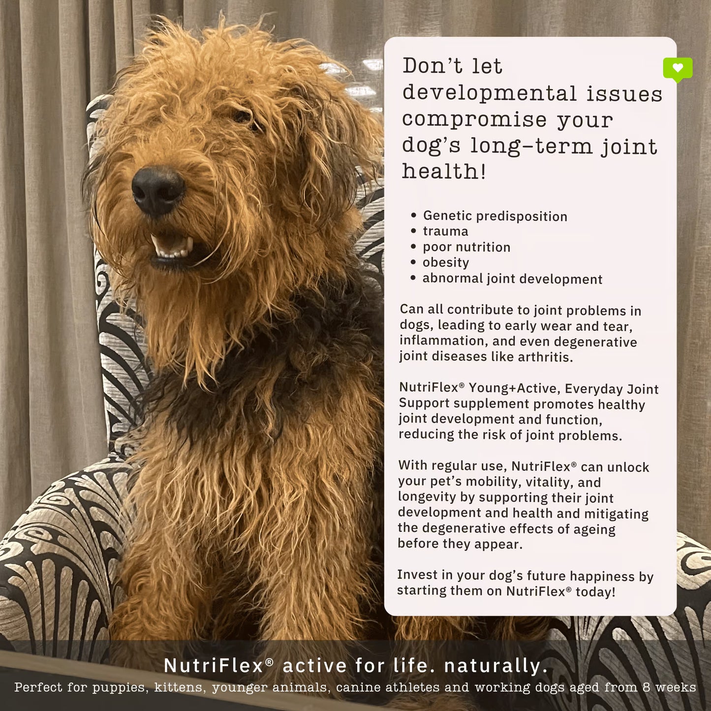 NutriFlex Maintenance Collagen For Dogs & Cats
