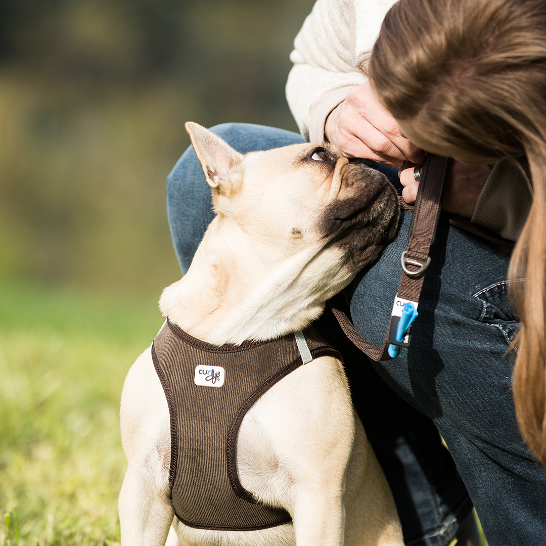 all shapes & sizes curli dog harness from Pets Planet - South Africa’s No.1 ePet Store for premium pet products, online pet shopping, best pet store near me, for dog leashes, dog collars, dog leash, dog collar, dog harness, dog harnesses, slow feeders, pet slow feeders, dog slow feeders, slow feeder bowl, dog bowl, dog bed, dog beds, dog beds on sale, washable dog bed, takealot dog bed, plush dog bed, pet bed, iremia dog bed