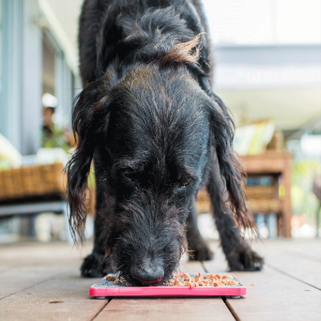 Lifestyle image of Red LickiMat Playdate TUFF Series,Pet Food Bowl or Dog Food Bowl from Pets Planet - South Africa’s No.1 ePet Store for premium pet products, online pet shopping, best pet store near me, for slow feeders, pet slow feeders, dog slow feeders, slow feeder bowler dog bed, dog beds, dog beds on sale, washable dog bed, takealot dog bed, plush dog bed, pet bed, iremia dog bed from a pet store Olivedale, pet store Bryanston, Pet Store Johannesburg