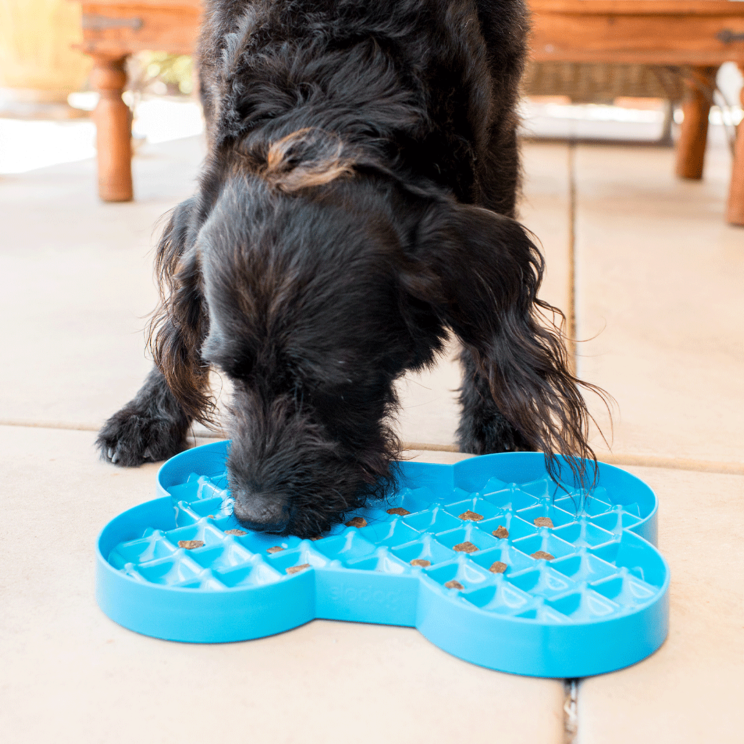 Lifestyle Image with dog eating from turquoise LickiMat SloDog Slow Feeder Plate,Pet Food Bowl or Dog Food Bowl from Pets Planet - South Africa’s No.1 ePet Store for premium pet products, online pet shopping, best pet store near me, for slow feeders, pet slow feeders, dog slow feeders, slow feeder bowler dog bed, dog beds, dog beds on sale, washable dog bed, takealot dog bed, plush dog bed, pet bed, iremia dog bed from a pet store Olivedale, pet store Bryanston, Pet Store Johannesburg