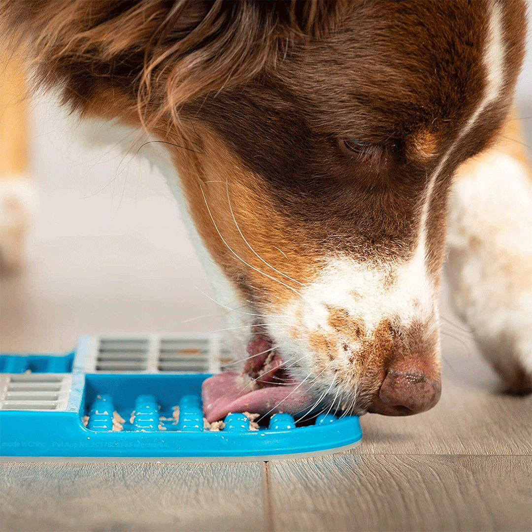 Lifestyle image of dog licking on blue LickiMat Slomo,Pet Food Bowl or Dog Food Bowl from Pets Planet - South Africa’s No.1 ePet Store for premium pet products, online pet shopping, best pet store near me, for slow feeders, pet slow feeders, dog slow feeders, slow feeder bowler dog bed, dog beds, dog beds on sale, washable dog bed, takealot dog bed, plush dog bed, pet bed, iremia dog bed from a pet store Olivedale, pet store Bryanston, Pet Store Johannesburg