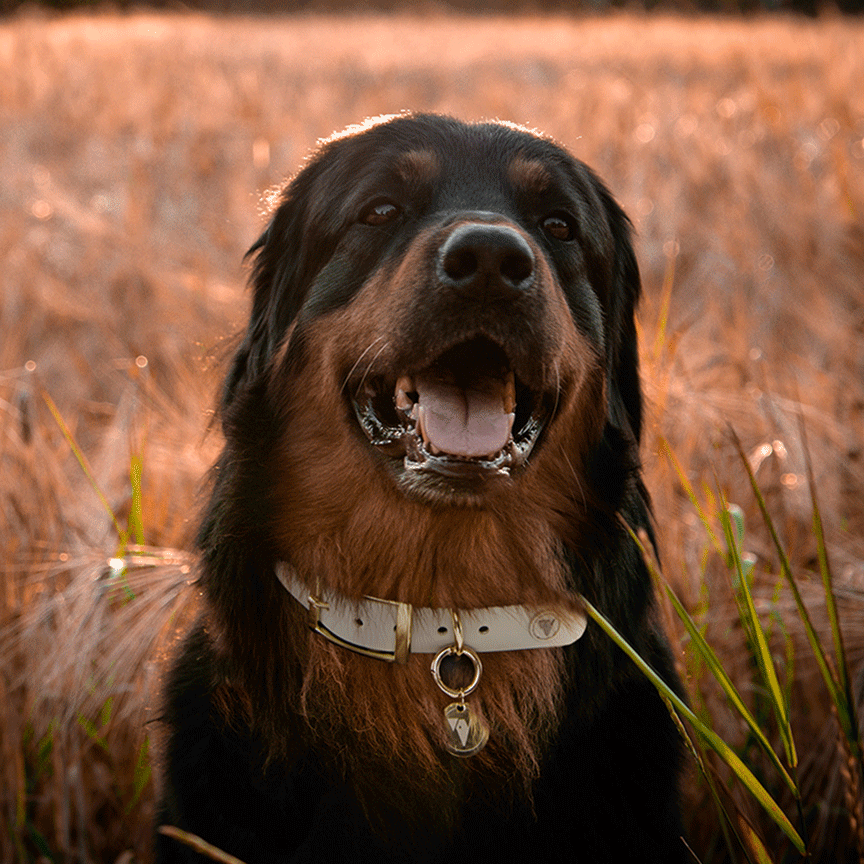 Zeus - Large Luxury Grey & Gold Valgray Dog Collar From Pets Planet | SA's No.1 ePet Store for Premium Pet products, dog collars, dog leashes & pet beds