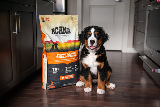 How to choose the best puppy food