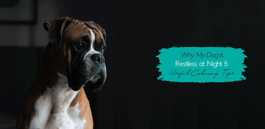 Why My Dog Is Restless At Night & 3 Must-Know Dog Calming Tips