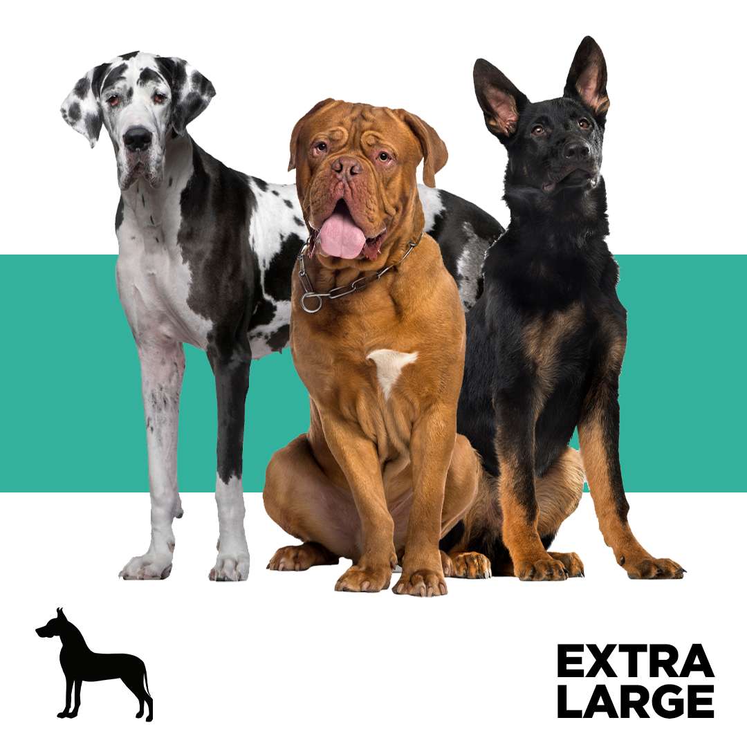 Extra-Large Dog Breeds Collection Image Pets Planet - South Africa’s No.1 ePet Store for premium pet products, online pet shopping, best pet store near me, dog beds, dog bed, plush dog bed, washable dog bed, fluffy dog bed, calming dog bed, iremia dog bed