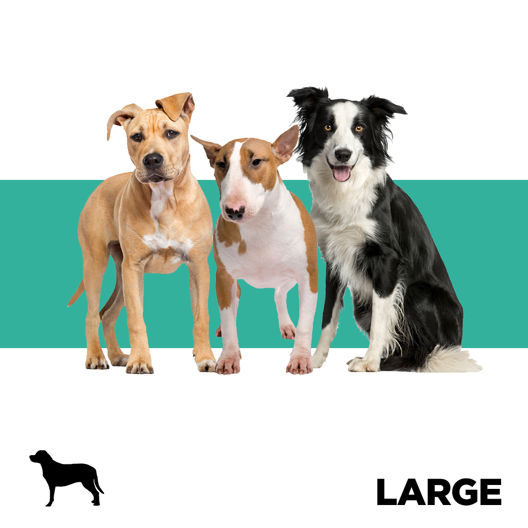 Large Dog Breeds Collection Image Pets Planet - South Africa’s No.1 ePet Store for premium pet products, online pet shopping, best pet store near me, dog beds, dog bed, plush dog bed, washable dog bed, fluffy dog bed, calming dog bed, iremia dog bed