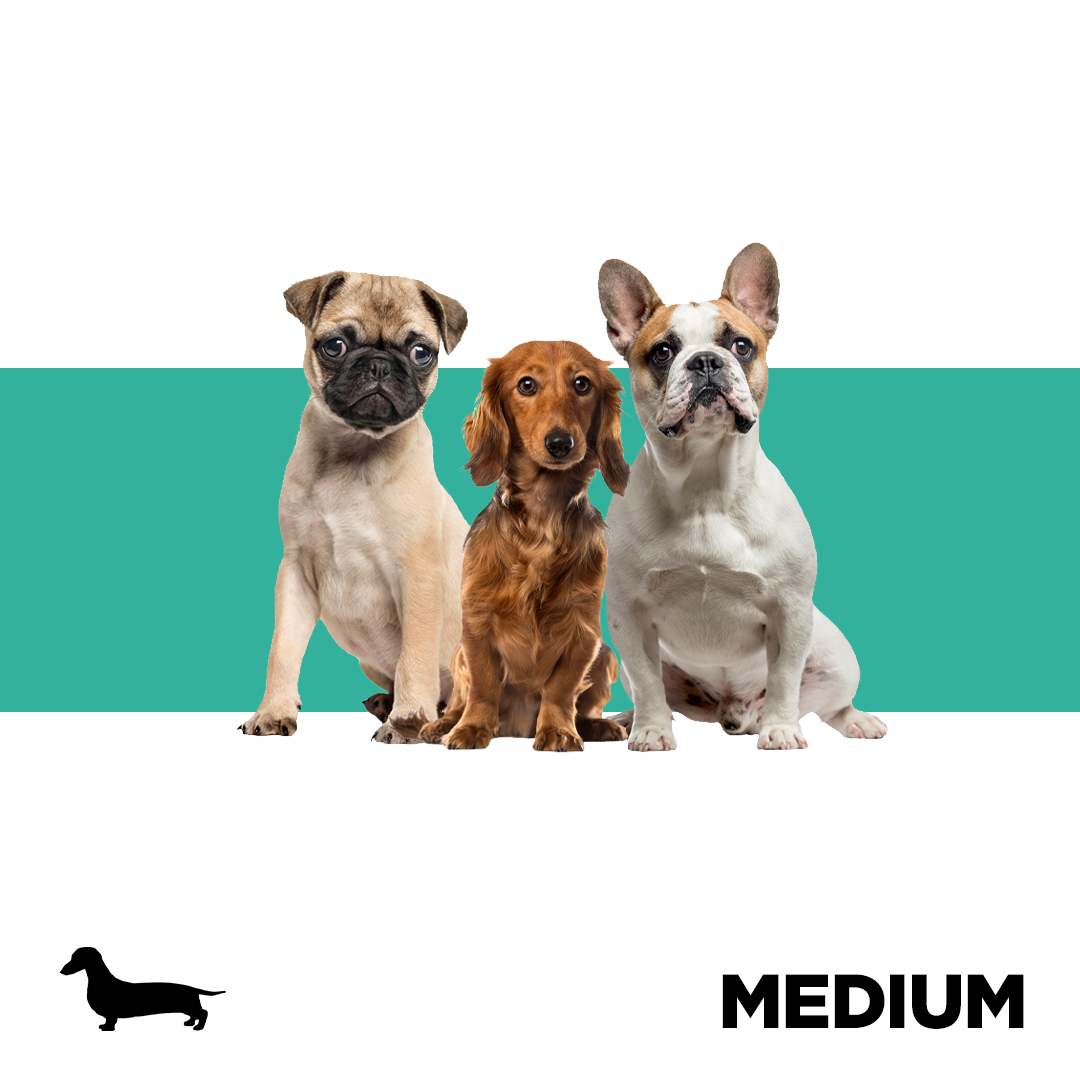 Medium Dog Breeds Collection Image Pets Planet - South Africa’s No.1 ePet Store for premium pet products, online pet shopping, best pet store near me, dog beds, dog bed, plush dog bed, washable dog bed, fluffy dog bed, calming dog bed, iremia dog bed