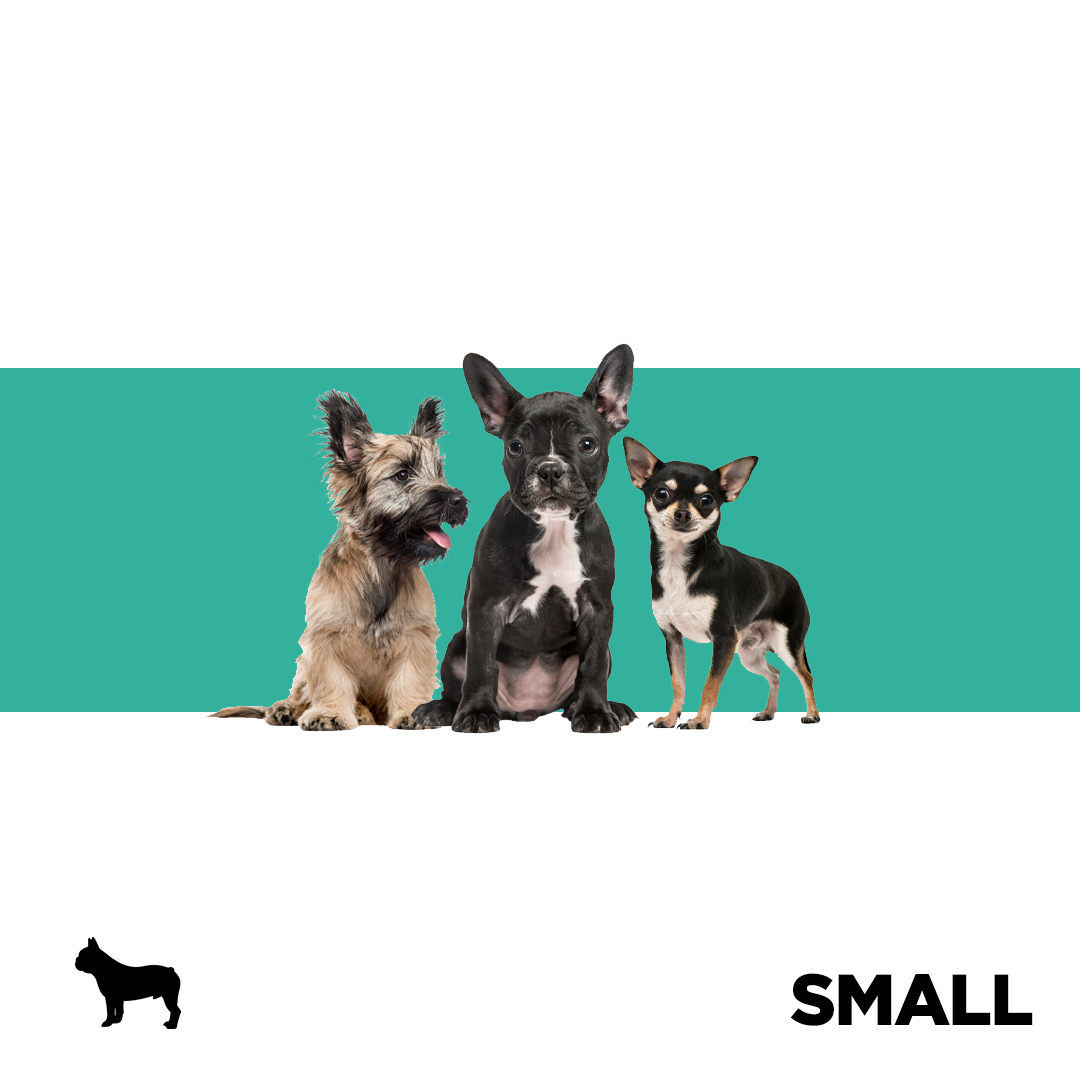 Small Dog Breeds Collection Image Pets Planet - South Africa’s No.1 ePet Store for premium pet products, online pet shopping, best pet store near me, dog beds, dog bed, plush dog bed, washable dog bed, fluffy dog bed, calming dog bed, iremia dog bed