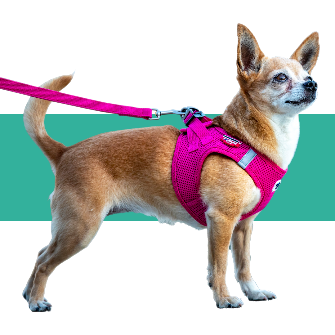 Harnesses, Collars & Leashes