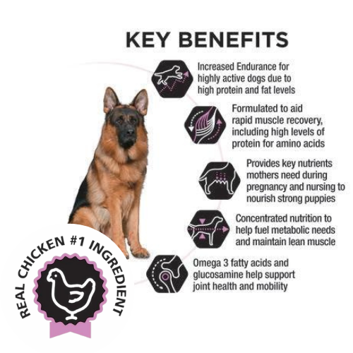Purina PRO PLAN® All Life Stages All Breed Sizes Performance Dog Food - Chicken