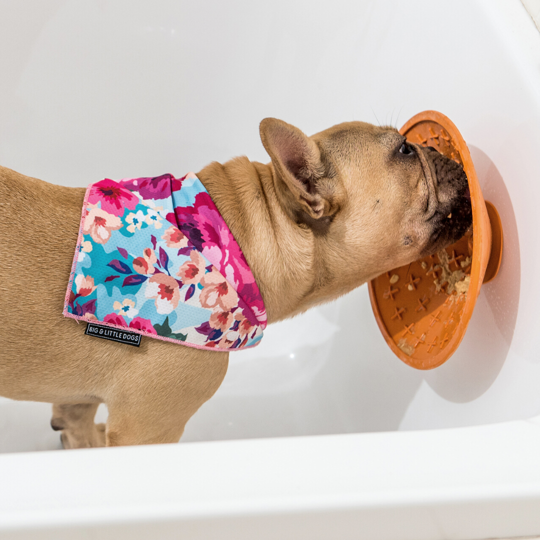 Pet shopping near sales me