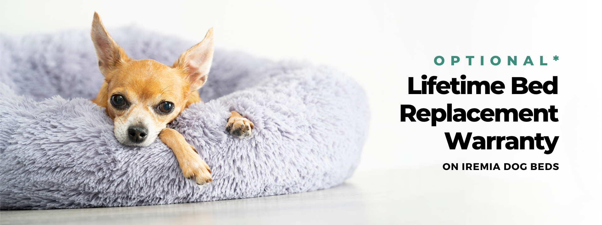 Cheap top dog products