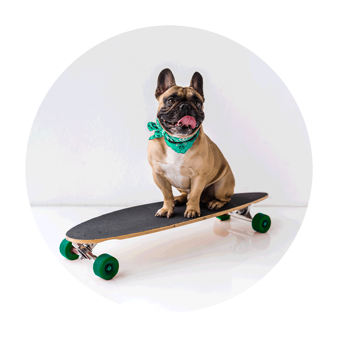 Dog riding skateboard free 1-3 day express delivery on orders over R500 - South Africa’s No.1 ePet Store for premium pet products, online pet shopping, best pet store near me, dog beds, dog bed, plush dog bed, washable dog bed, fluffy dog bed, calming dog bed, takealot dog bed, iremia dog, dog food, pet food, cat food, dog collar, dog leash, dog harness, dog harnesses, dog collars, dog leashes, dog bowls, pet bowls, slow feeders, slow feeding dog bowls, slow feeder dog bowls, Complete Pet Nutrition