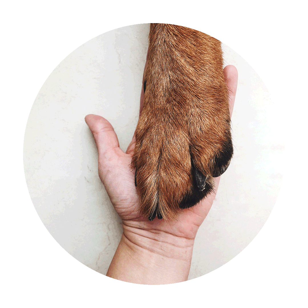 hand holding paw 30-day refund policy - South Africa’s No.1 ePet Store for premium pet products, online pet shopping, best pet store near me, dog beds, dog bed, plush dog bed, washable dog bed, fluffy dog bed, calming dog bed, takealot dog bed, iremia dog, dog food, pet food, cat food, dog collar, dog leash, dog harness, dog harnesses, dog collars, dog leashes, dog bowls, pet bowls, slow feeders, slow feeding dog bowls, slow feeder dog bowls, Complete Pet Nutrition