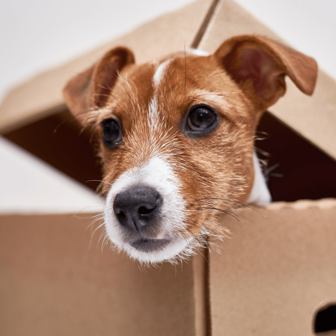 Dog In box - South Africa’s No.1 ePet Store for premium pet products, online pet shopping, best pet store near me, dog beds, dog bed, plush dog bed, washable dog bed, fluffy dog bed, calming dog bed, takealot dog bed, iremia dog