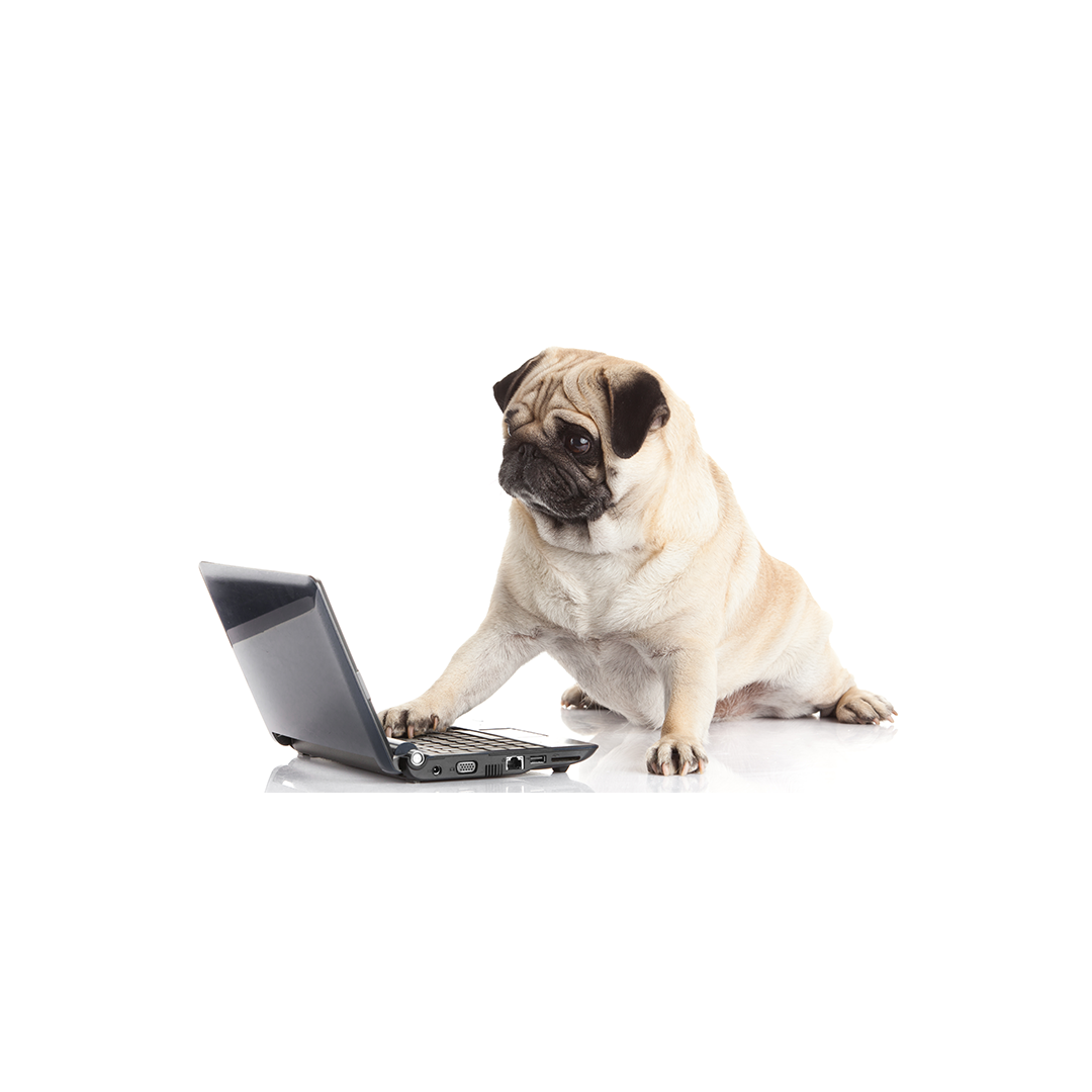 dog on computer, dog on laptop - South Africa’s No.1 ePet Store for premium pet products, online pet shopping, best pet store near me, dog beds, dog bed, plush dog bed, washable dog bed, fluffy dog bed, calming dog bed, takealot dog bed, iremia dog, dog food, pet food, cat food, dog collar, dog leash, dog harness, dog harnesses, dog collars, dog leashes, dog bowls, pet bowls, slow feeders, slow feeding dog bowls, slow feeder dog bowls, Complete Pet Nutrition