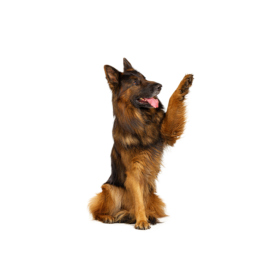 dog holding up paw - South Africa’s No.1 ePet Store for premium pet products, online pet shopping, best pet store near me, dog beds, dog bed, plush dog bed, washable dog bed, fluffy dog bed, calming dog bed, takealot dog bed, iremia dog, dog food, pet food, cat food, dog collar, dog leash, dog harness, dog harnesses, dog collars, dog leashes, dog bowls, pet bowls, slow feeders, slow feeding dog bowls, slow feeder dog bowls, Complete Pet Nutrition