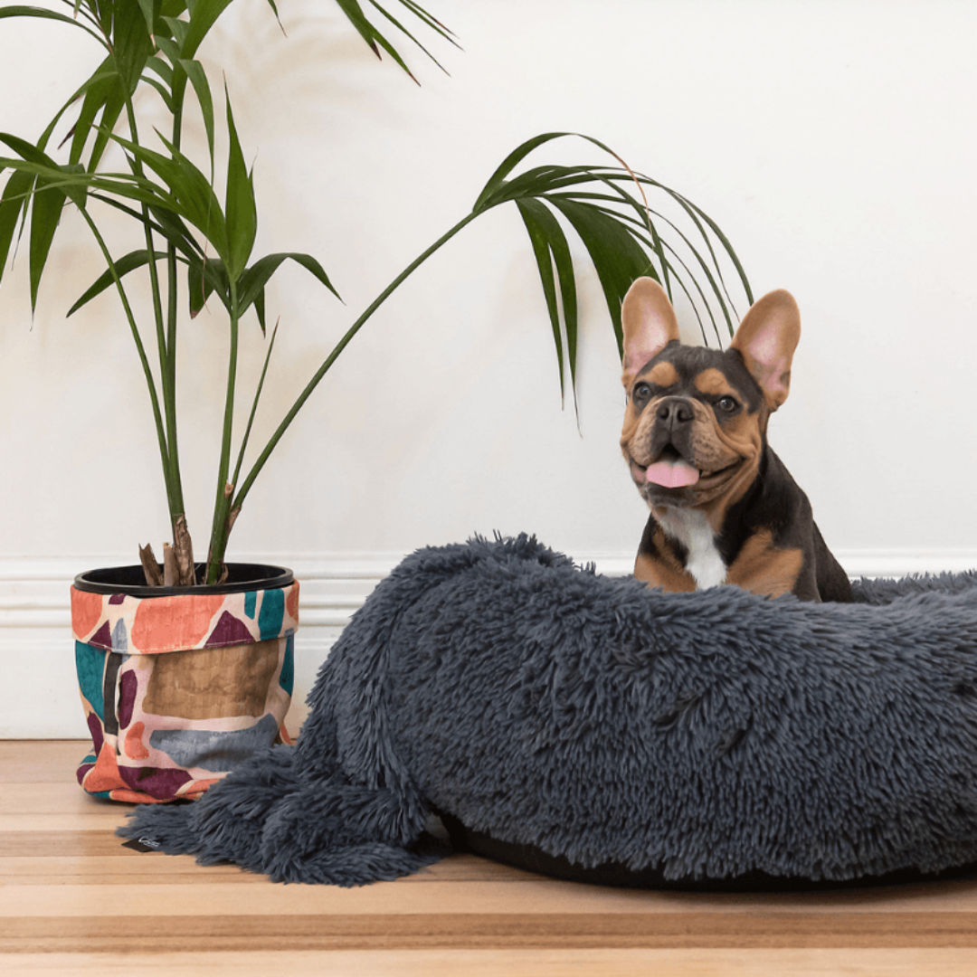 Variety like no other IREMIA Dog Bed - South Africa’s No.1 ePet Store for premium pet products, online pet shopping, best pet store near me, dog beds, dog bed, plush dog bed, washable dog bed, fluffy dog bed, calming dog bed, takealot dog bed, iremia dog