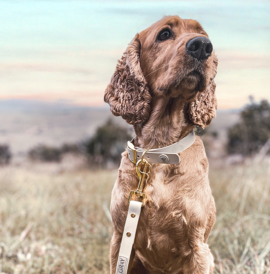 Gracey - Large Luxury Grey & Gold Valgray Dog Collar From Pets Planet | SA's No.1 ePet Store for Premium Pet products, dog collars, dog leashes & pet beds