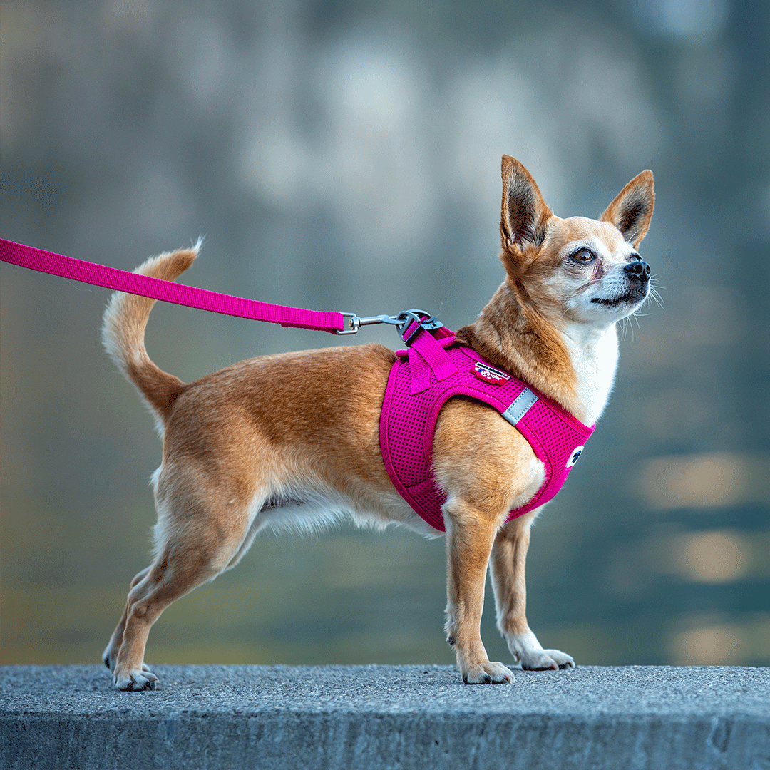 Animal planet best sale dog harness