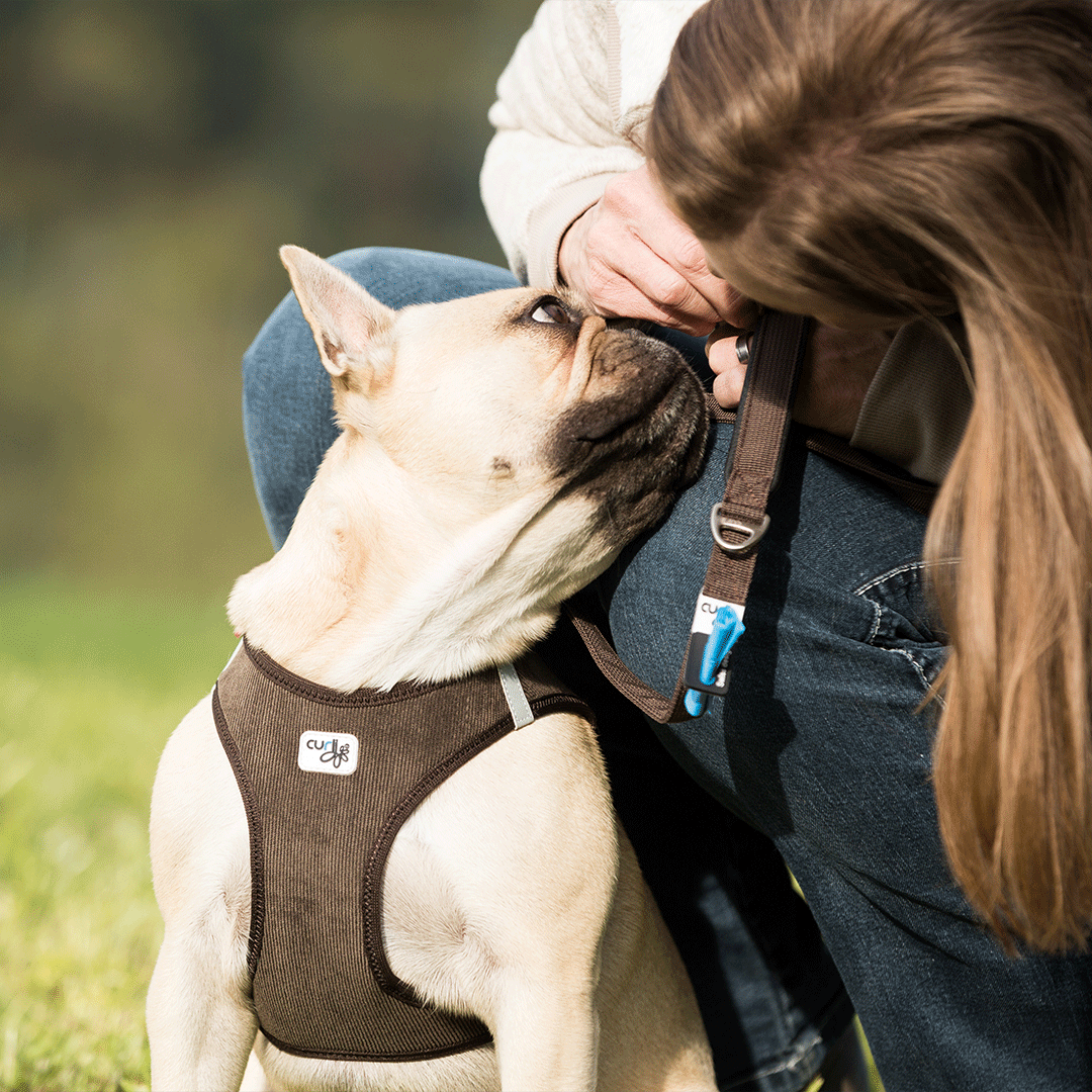 Lifestyle Curli Clasp Air Mesh Dog Harness for Smaller dog breeds Product image from Pets Planet - South Africa’s No.1 ePet Store for premium pet products, online pet shopping, best pet store near me, dog harness, dog harnesses, Curli Dog Harness, Curli Dog Harnesses, slow feeders, pet slow feeders, dog slow feeders, dog bowl, dog bed, dog beds, dog beds on sale, washable dog bed, takealot dog bed, plush dog bed, pet bed, iremia dog bed from a pet store Olivedale, pet store Bryanston, Pet Store Johannesburg