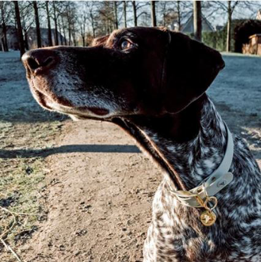 Vedder - Large Luxury Grey & Gold Valgray Dog Collar From Pets Planet | SA's No.1 ePet Store for Premium Pet products, dog collars, dog leashes & pet beds